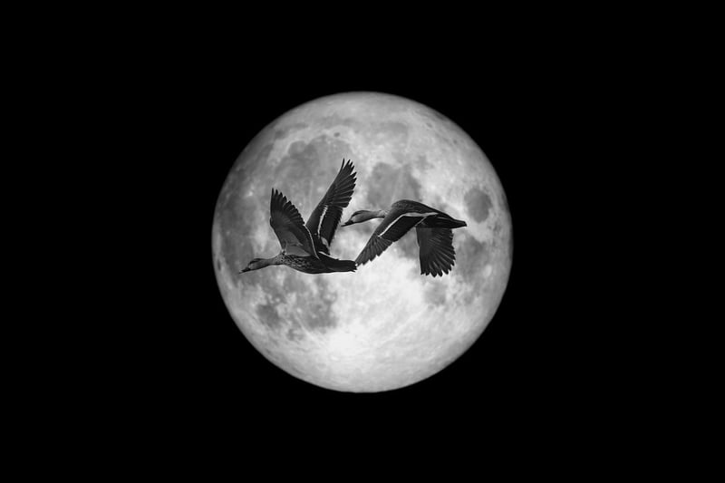 Moonlit Suits
