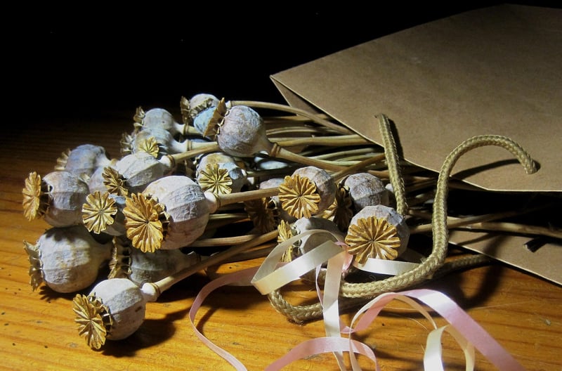 Stardust Seeds Packets